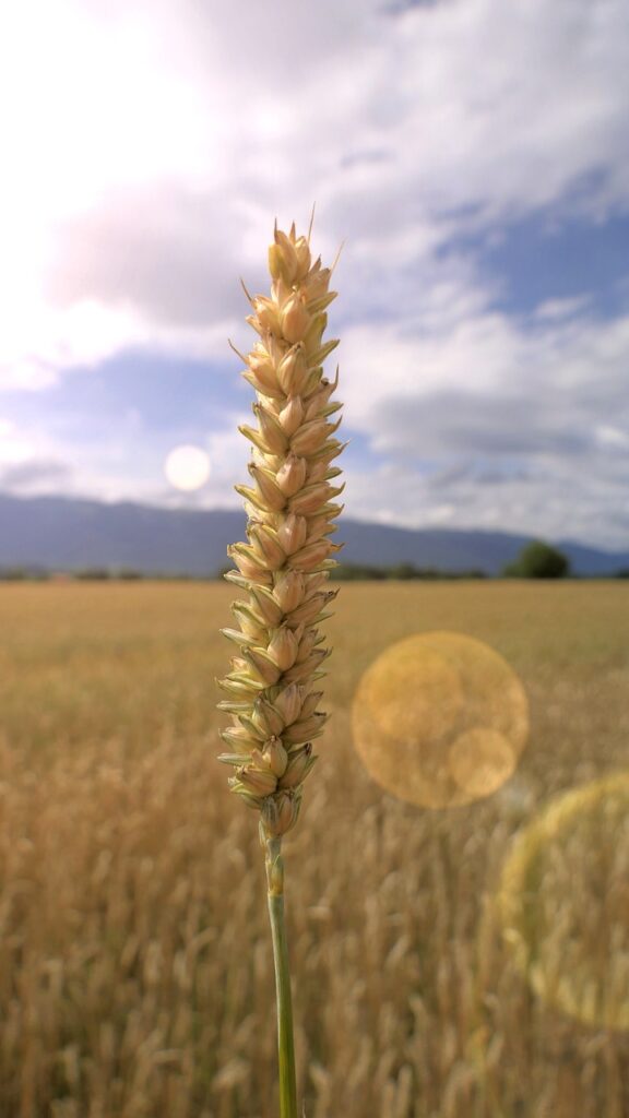 epi, wheat, sun-5426757.jpg